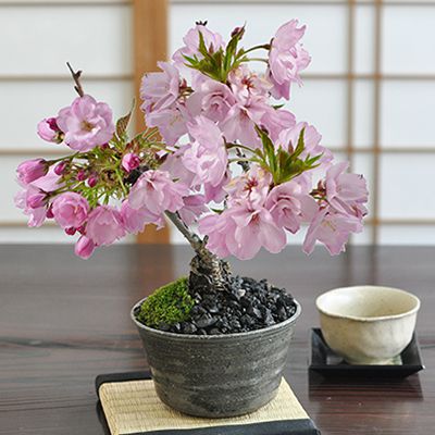 楽天市場 盆栽 桜 風流な盆栽 ミニ盆栽 陶器鉢4号 盆栽ギフト かわいい おしゃれ 初心者 贈り物 ギフト プレゼント 誕生日 バレンタイン さくら 母の日 Sakura Bonsai ぼんさい 桜特集 盆栽妙 楽天市場店