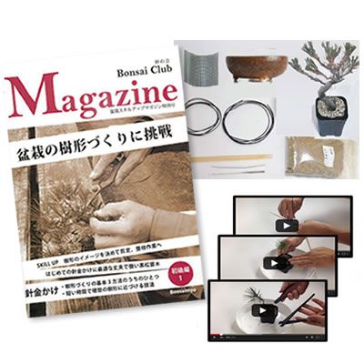 ＼最大10%OFFクーポン！7/25迄／盆栽を作るキット 初級編 本格的に作る盆栽 自由研究 黒松の針金かけ【盆栽を趣味にしたい人は必見！盆栽を作るキット 入門編　くねくね黒松を作ろう 工作キット手作りキット 自由研究 自由工作 小学生 】｜盆栽妙 店