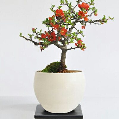 楽天市場】盆栽 特選 長寿梅 職人仕立ての盆栽 ちょうじゅばい ミニ