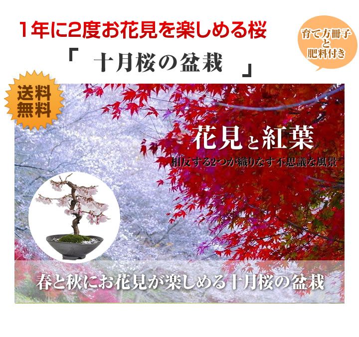 楽天市場 十月桜 十月桜の盆栽 春と秋の2回咲く桜の盆栽 育て方冊子と肥料付きお家でお花見 1才桜 旭山桜 さくら Sakura 鉢植え 花見 お祝い ギフト 盆栽 開店 お祝い 退職 ラッピング 母の日 父の日 誕生日年開花終了 桜特集 盆栽妙 楽天市場店