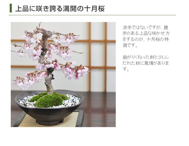 在庫限り 桜盆栽 十月桜2季咲き 今人気桜盆栽 模様木仕立て樹高32cm 桜 さくら サクラ 十月桜 枝垂れ桜 配送員設置送料無料 Www Jugendserver Niedersachsen De