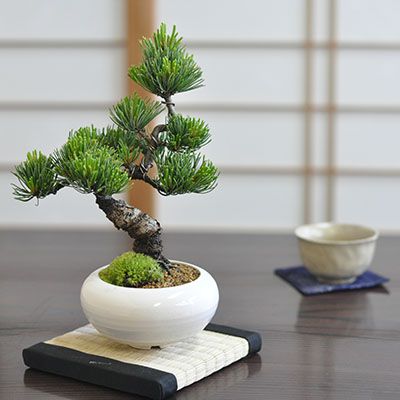 楽天市場 父の日 盆栽 松 五葉松 モダン 信楽鉢 白 4号 Bonsai ボンサイ 高級 高価 価値 植物 松盆栽 鉢植え 剪定 植え替え 針金 お父さん 初めて 初心者 入門 プレゼント 趣味 退職 老後 シニア 癒し 和 日本