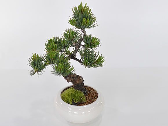 楽天市場 父の日 盆栽 松 五葉松 モダン 信楽鉢 白 4号 Bonsai ボンサイ 高級 高価 価値 植物 松盆栽 鉢植え 剪定 植え替え 針金 お父さん 初めて 初心者 入門 プレゼント 趣味 退職 老後 シニア 癒し 和 日本