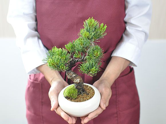 楽天市場 父の日 盆栽 松 五葉松 モダン 信楽鉢 白 4号 Bonsai ボンサイ 高級 高価 価値 植物 松盆栽 鉢植え 剪定 植え替え 針金 お父さん 初めて 初心者 入門 プレゼント 趣味 退職 老後 シニア 癒し 和 日本