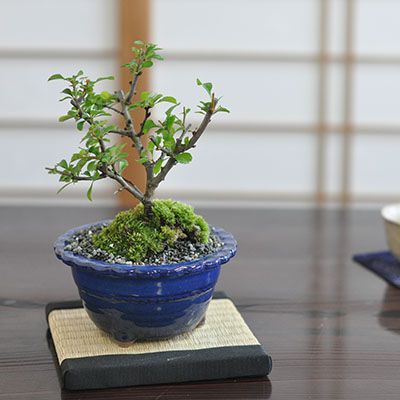 楽天市場】Bonsai 松 五葉松とはじめて道具セットミニ盆栽 ハサミ