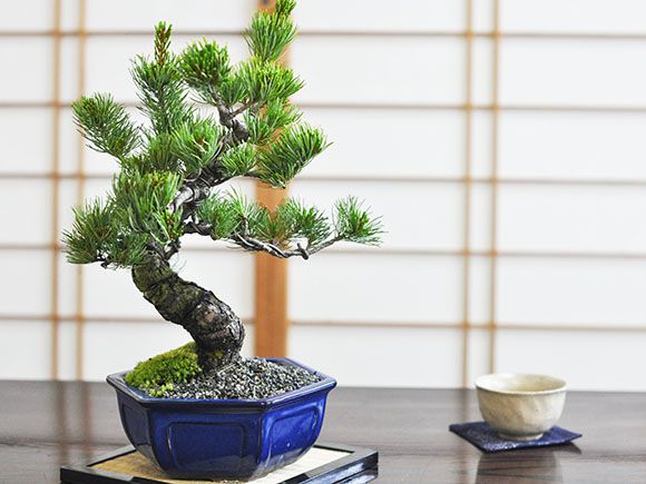 楽天市場 盆栽 五葉松 盆栽の贈り物 迫力のある立派な五葉松の盆栽 瀬戸焼の陶器鉢 職人仕立て 盆栽妙 楽天市場店