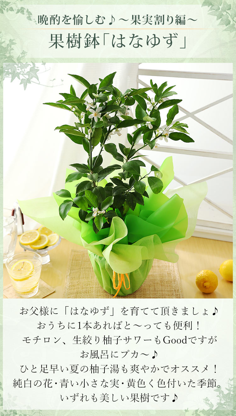 楽天市場 父の日 ギフト 送料無料 プレゼント 花 鉢植え 果樹鉢 イチジク パッションフルーツ スダチ 姫りんご サルナシ キウイ ホオズキ 果実 楽天総合1位 イベントギフトa 21 ｂｕｎｂｕｎ ｂｅｅ