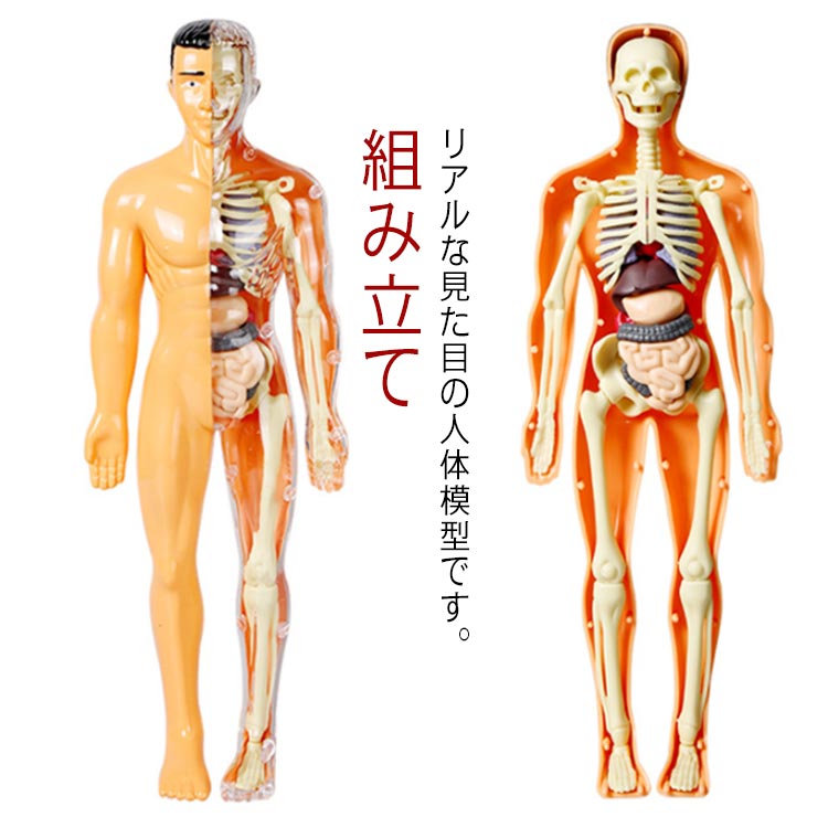 【等身大】可動式人体模型 170cm 人体骨格模型 教育用 等身大 人体模型 筋の着色 靭帯再現 脊柱