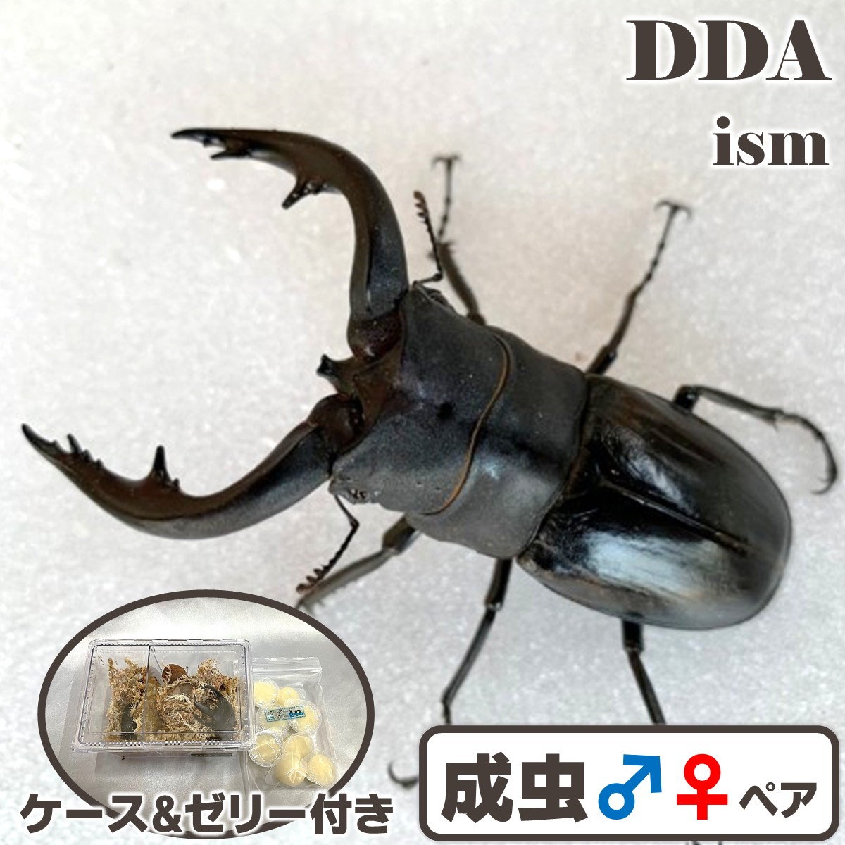 楽天市場】【DDA】ビソン・ノコギリ 成虫 ♂55〜70mmUP ペア