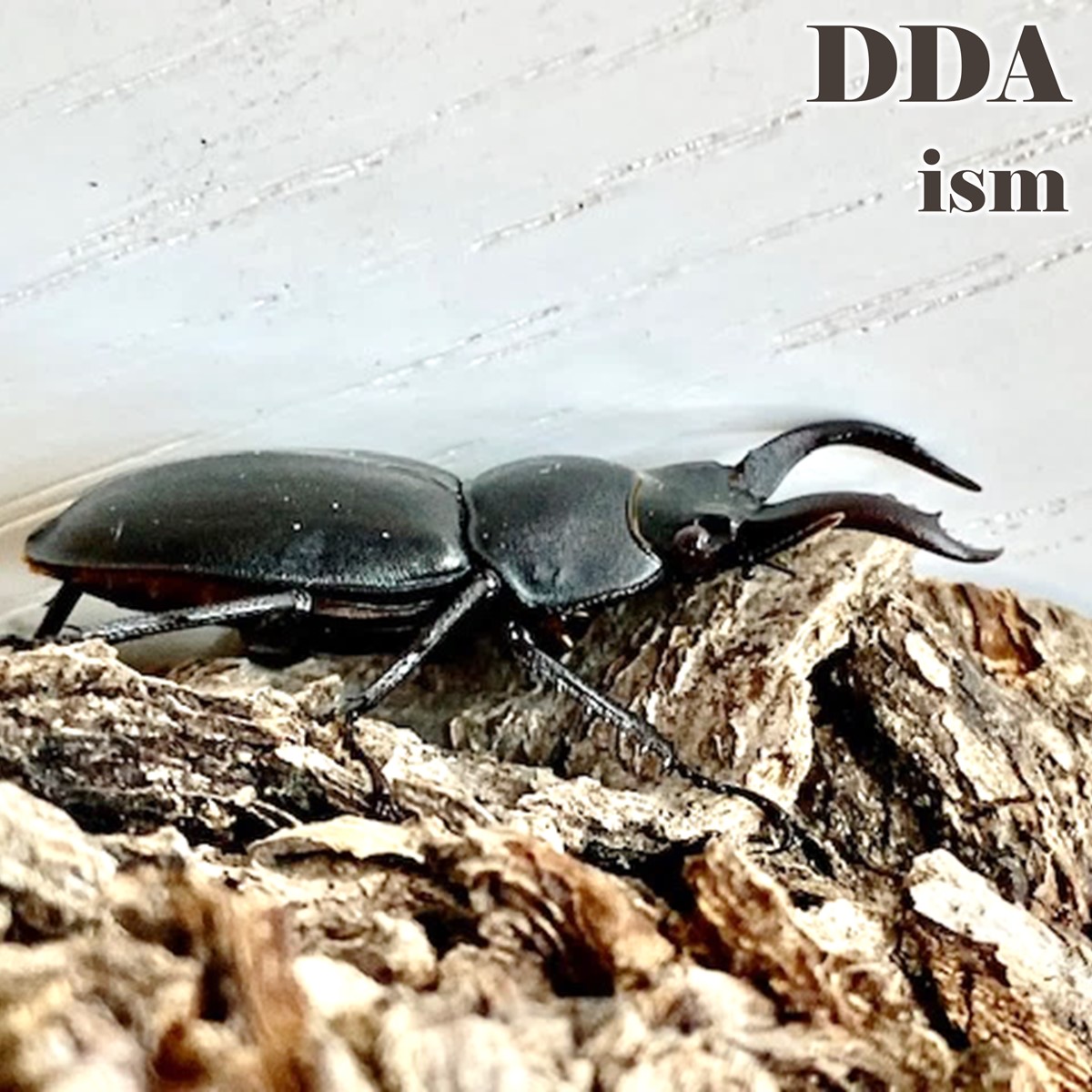 ♂82g♀65gペア【種親大型血統】エレファスゾウカブト 3令幼虫 ゾウカブト最美麗種DDAエレファスゾウカブト 成虫 ペア