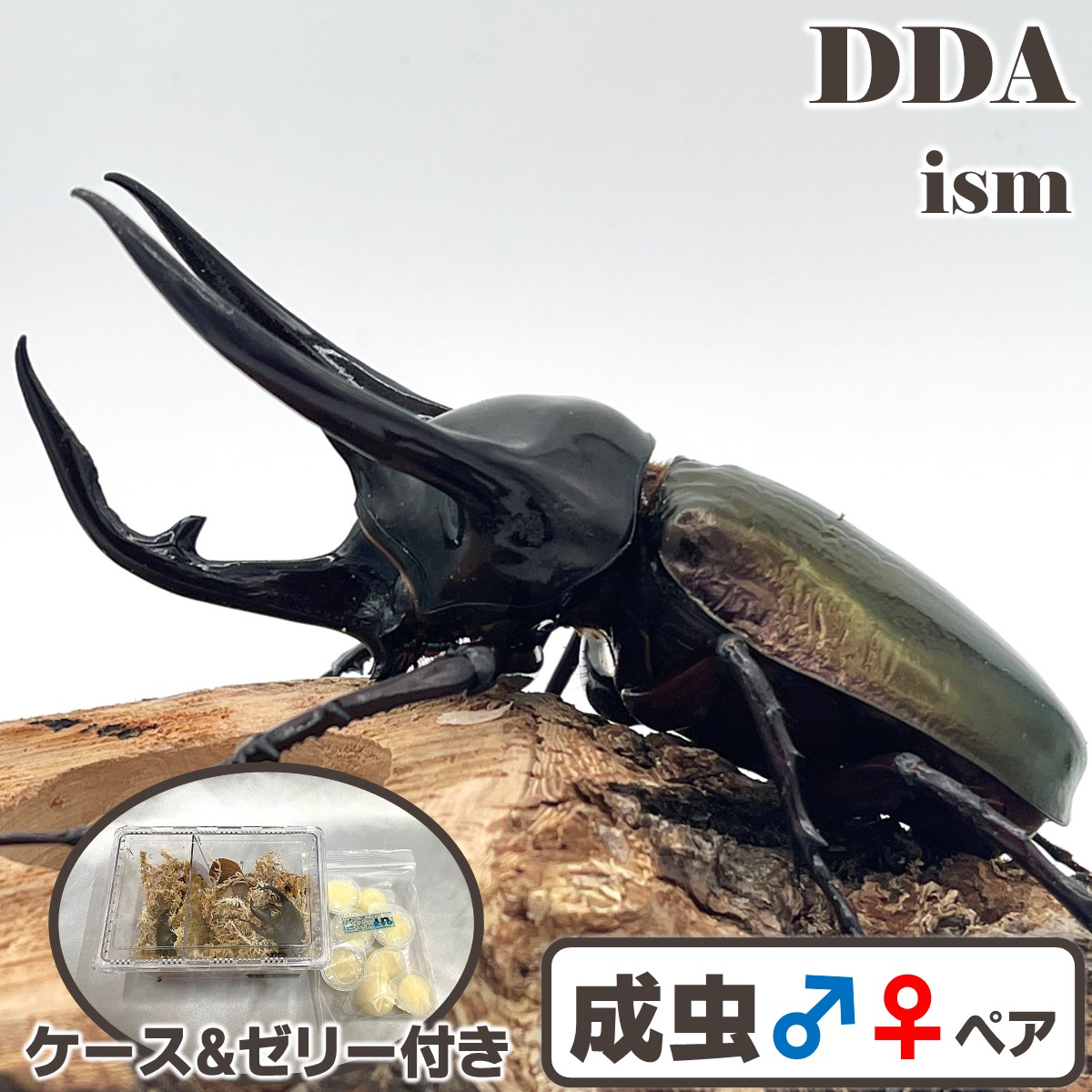 オランダ領東インド諸島便/生まれながら其れ其れ【DDA】コーカサスオオカブト ジャワ島 WD♂90～110mmUP ありの実 差し上げ物付き添い人 dda カブトムシ 毛の荒物