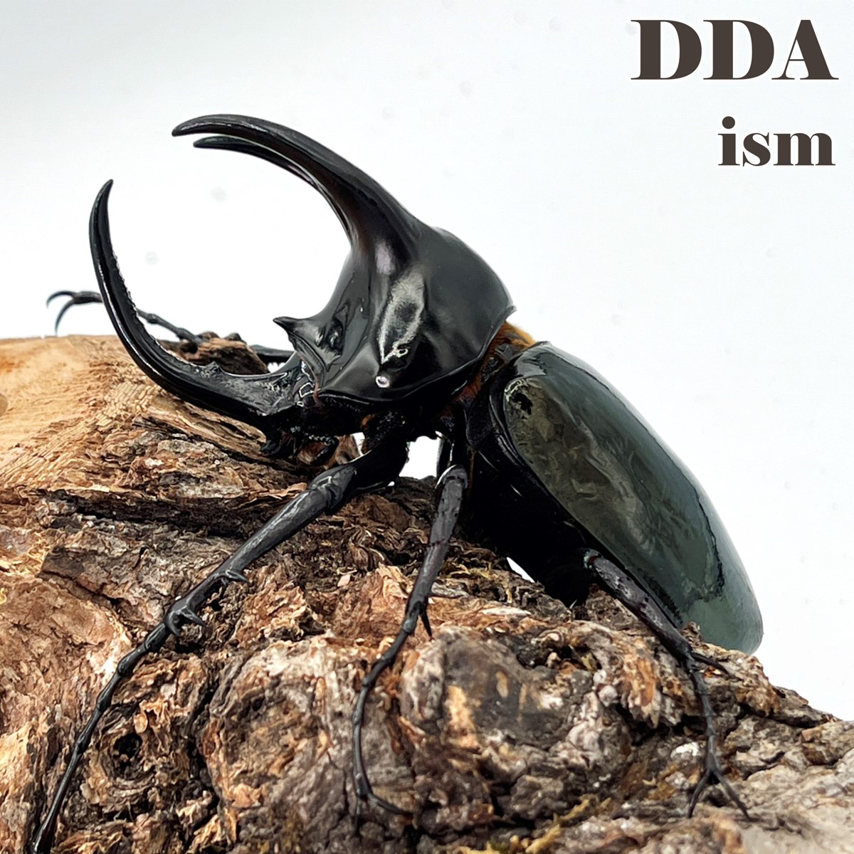 【DDA】モーレンカンプオオカブト WD ♂70～95mmUP ありの実 差し上げ物付き添い人 dda カブトムシ 毛の荒物