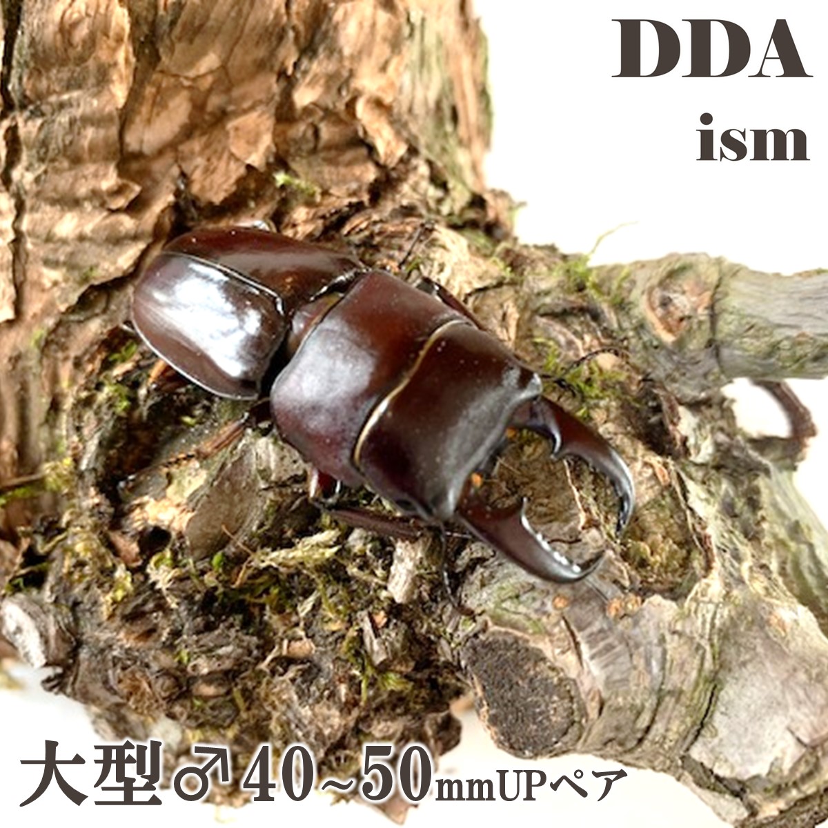 クワガタ　ジオラマ　シェンクリングオオクワガタ 楽天市場】【DDA】シェンクリング オオクワガタ 成虫 ♂60