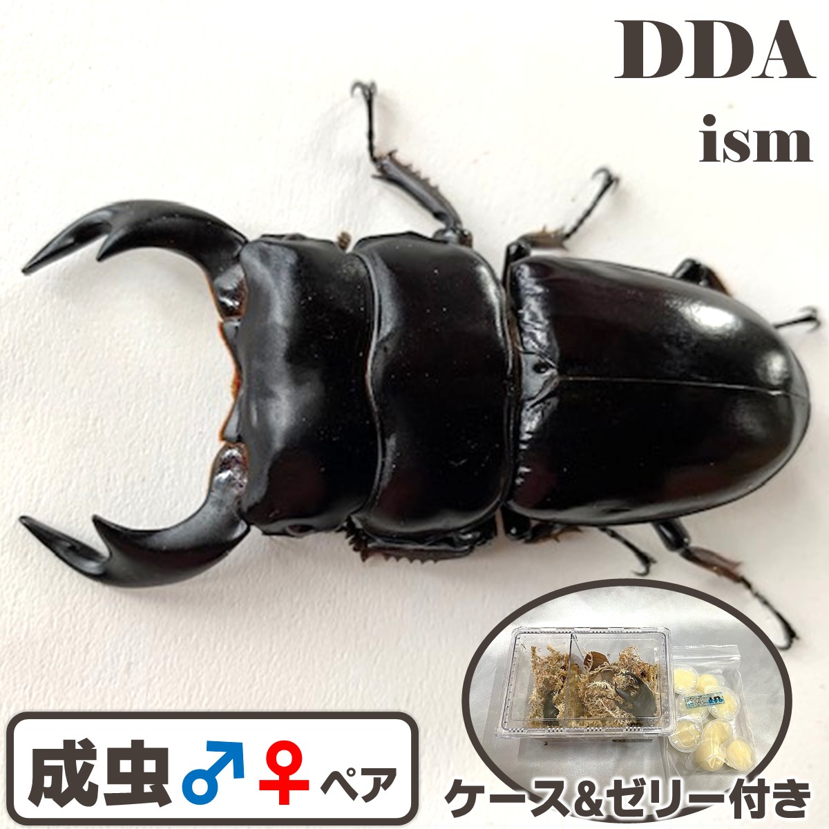 楽天市場】【DDA】インドアンタエウス(ガントク産) 成虫 ♂65～特大