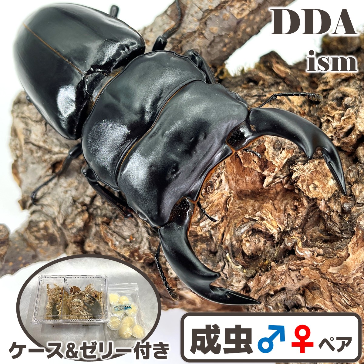 【DDA】インドアンタエウス(火器トク産) 成虫 ♂65～特大87mmUP ありの実 差し上げ物付き添い人 dda クワガタ 毛の荒物