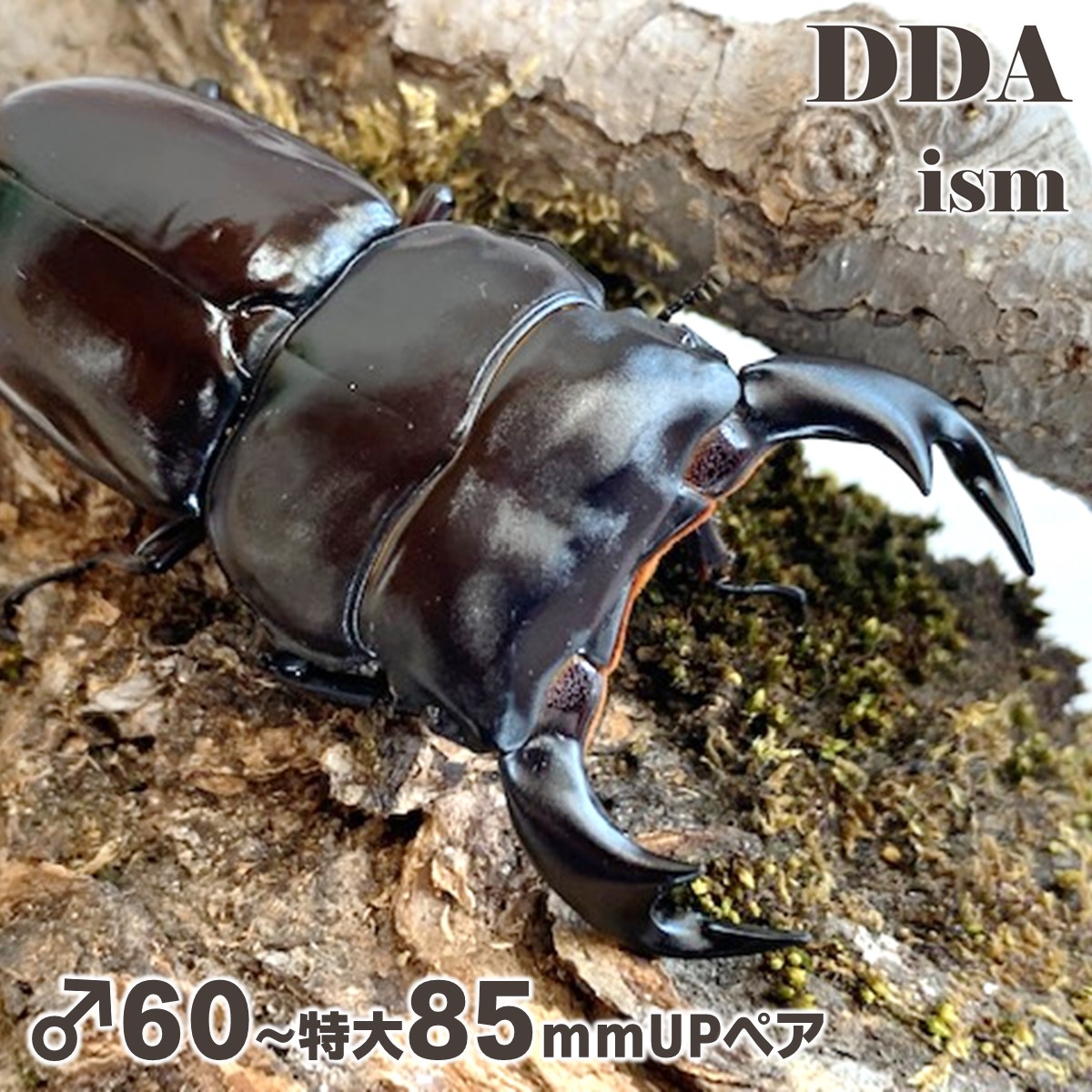 楽天市場】【DDA】インドアンタエウス(アルナーチャル) 成虫 ♂55