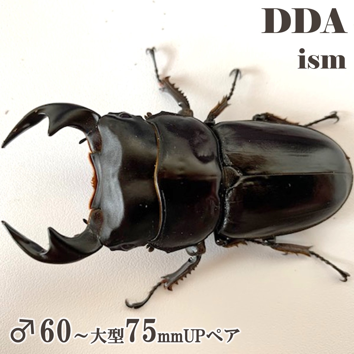 【DDA】マレーアンタエウス(キャメロンハイランド) 成虫 ♂60～大型75mmUP ありの実 差し上げ物付き添い人 dda クワガタ 毛の荒物 オオクワガタ