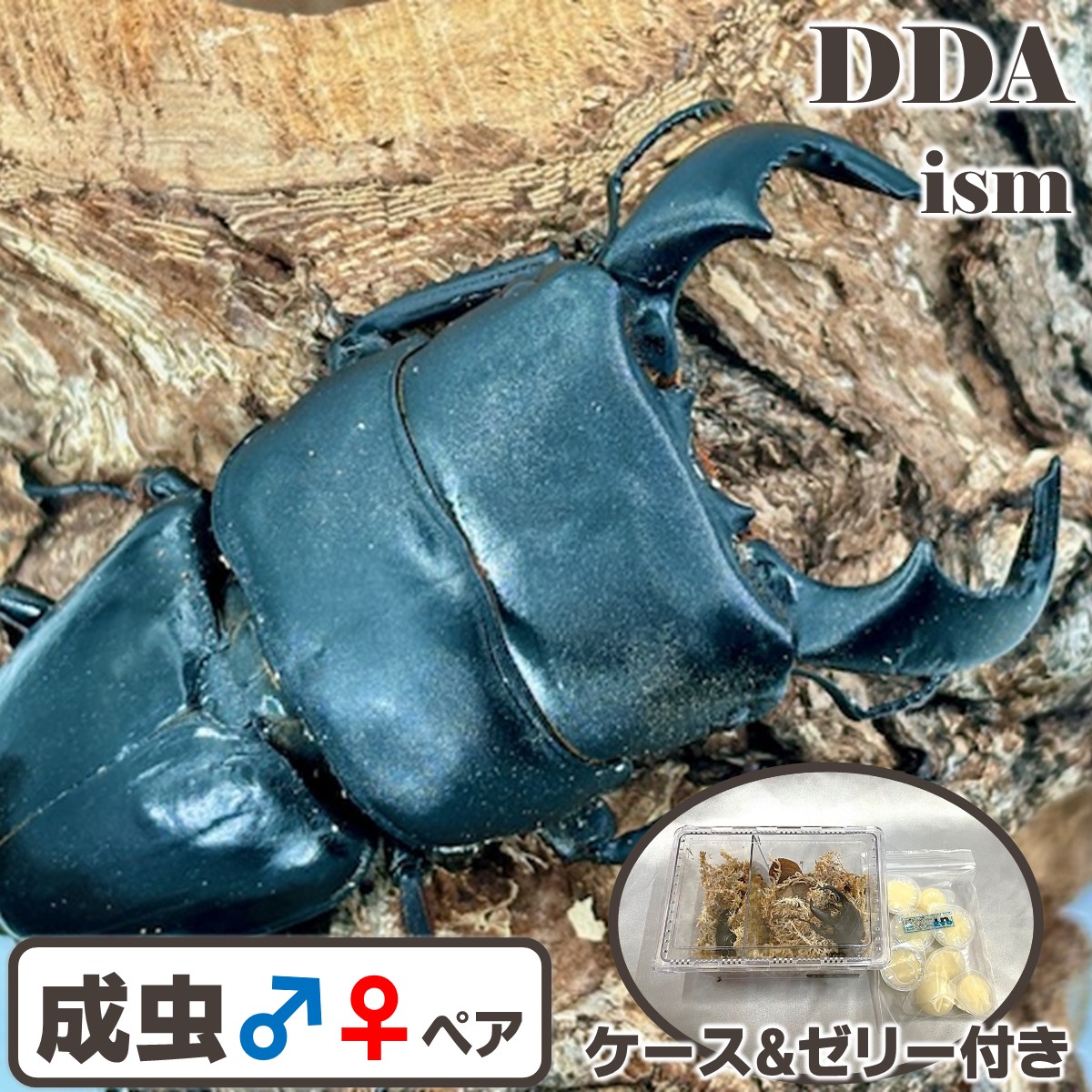 スマトラオオヒラタ　パラワンオオヒラタ　Ｂ品 スマトラオオヒラタ 100mm パラワンオオヒラタ 106mm スマトラ