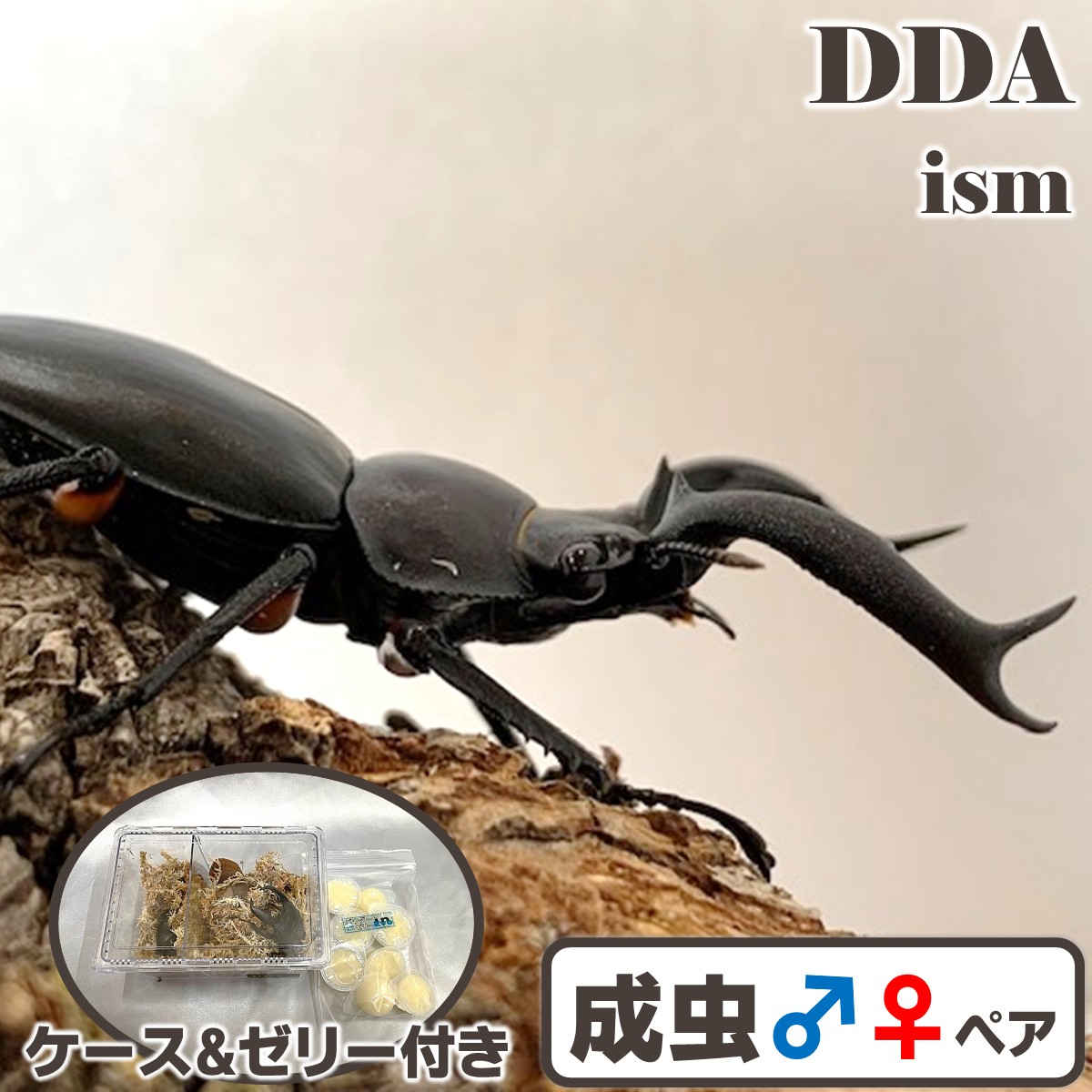 楽天市場】ゾウカブト最美麗種【DDA】エレファスゾウカブト 成虫 ペア
