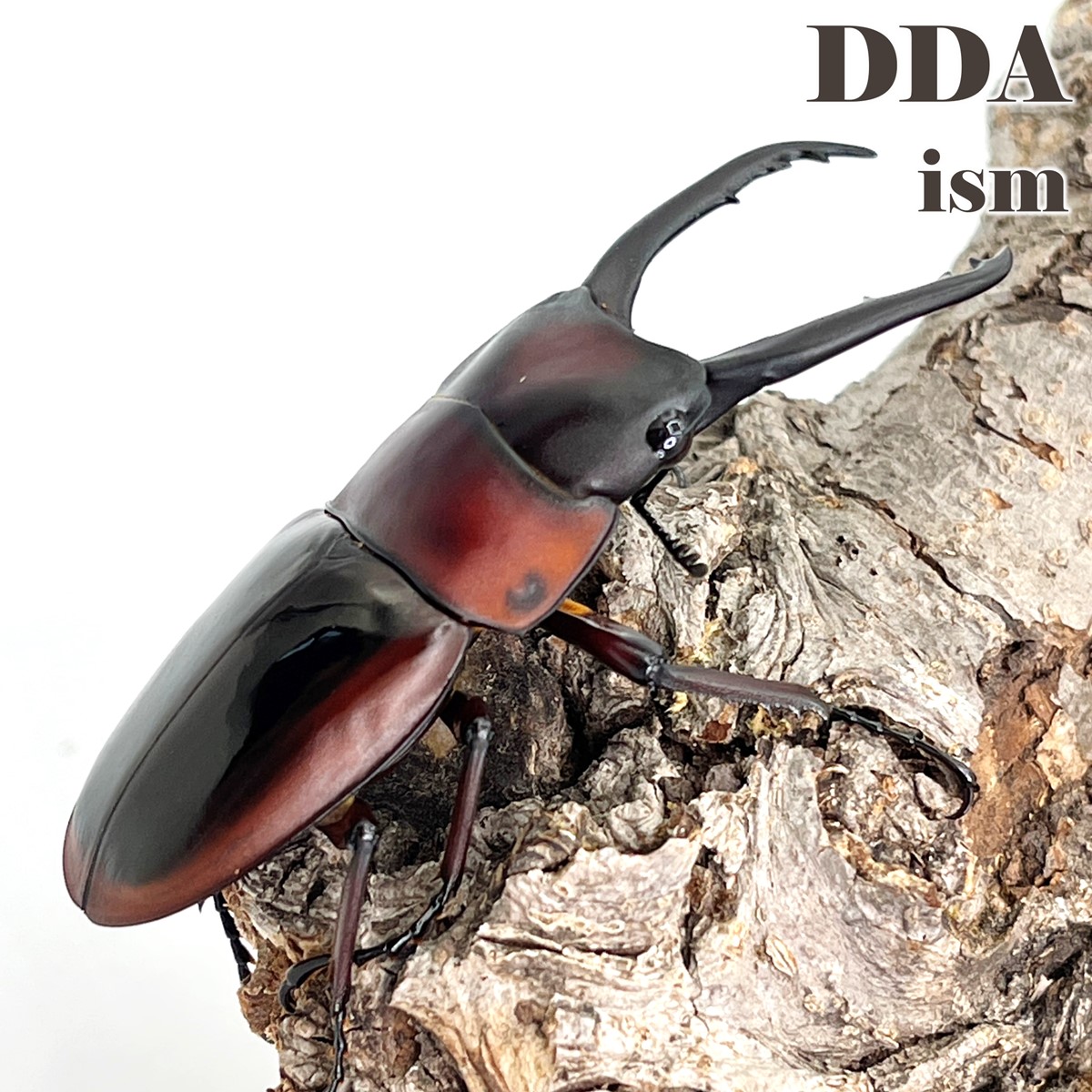 楽天市場】【DDA】ファブリースノコギリ・タカクワイ 成虫 ♂55