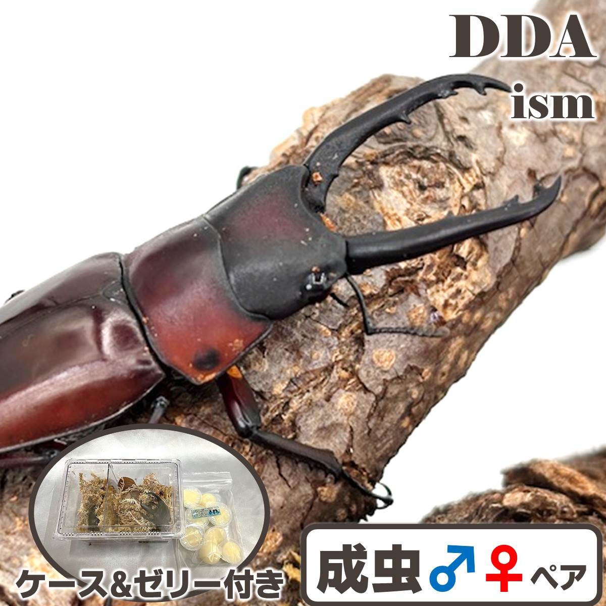 楽天市場】【DDA】ビソン・ノコギリ 成虫 ♂55〜70mmUP ペア