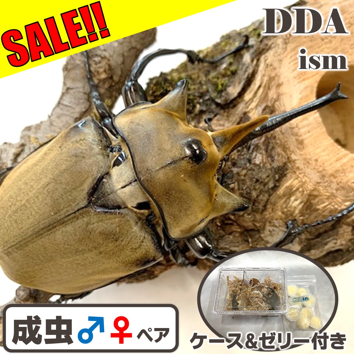 クワガタ　ジオラマ　シェンクリングオオクワガタ 楽天市場】【DDA】シェンクリング オオクワガタ 成虫 ♂60