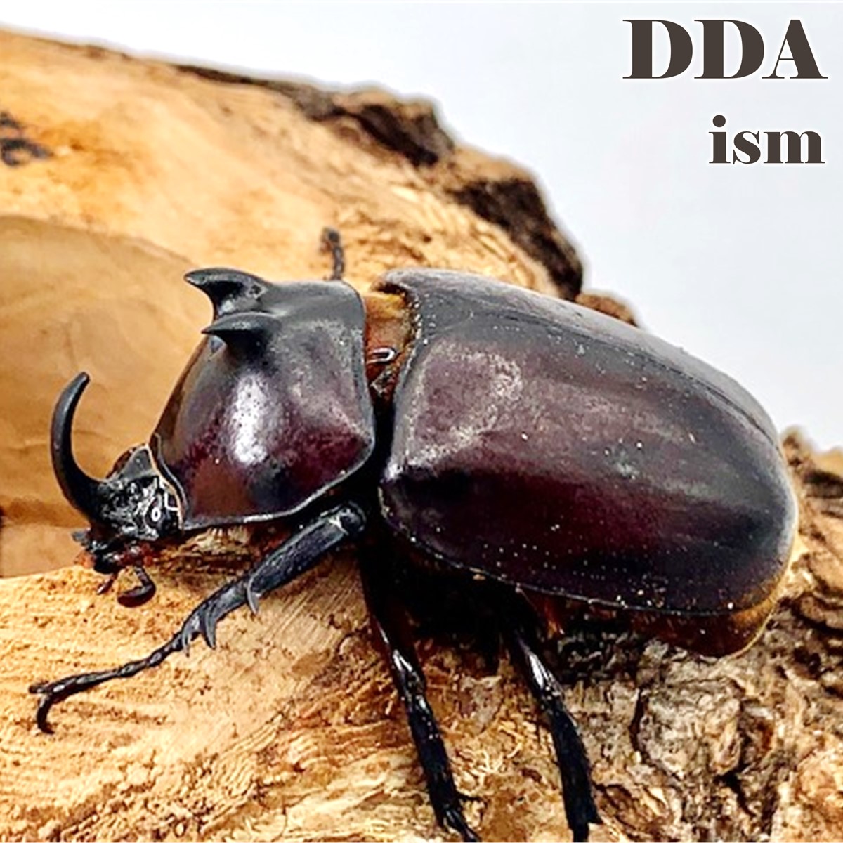 越南便/生まれながら其れ其れ【DDA】エンドウゴホンヅノカブト 成虫 WD♂ML大きさ ありの実 差し上げ物付き添い人 dda カブトムシ 毛の荒物