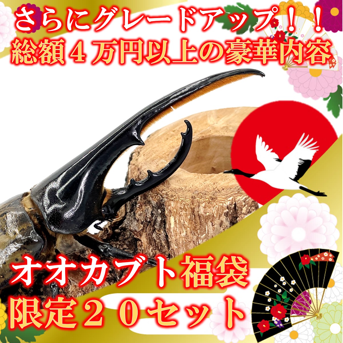 楽天市場】【DDA】オオヒラタ福袋Premium （スマトラオオヒラタ成虫