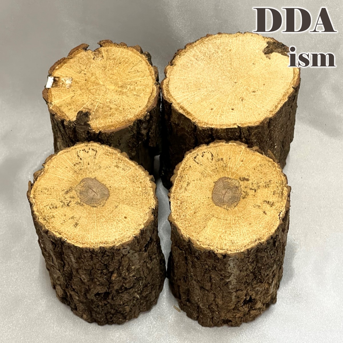 【DDA】(単品/容れもの)滅多に無い3～5年物 棲み家産卵木 dda クワガタ 産卵木 橡 コナラ