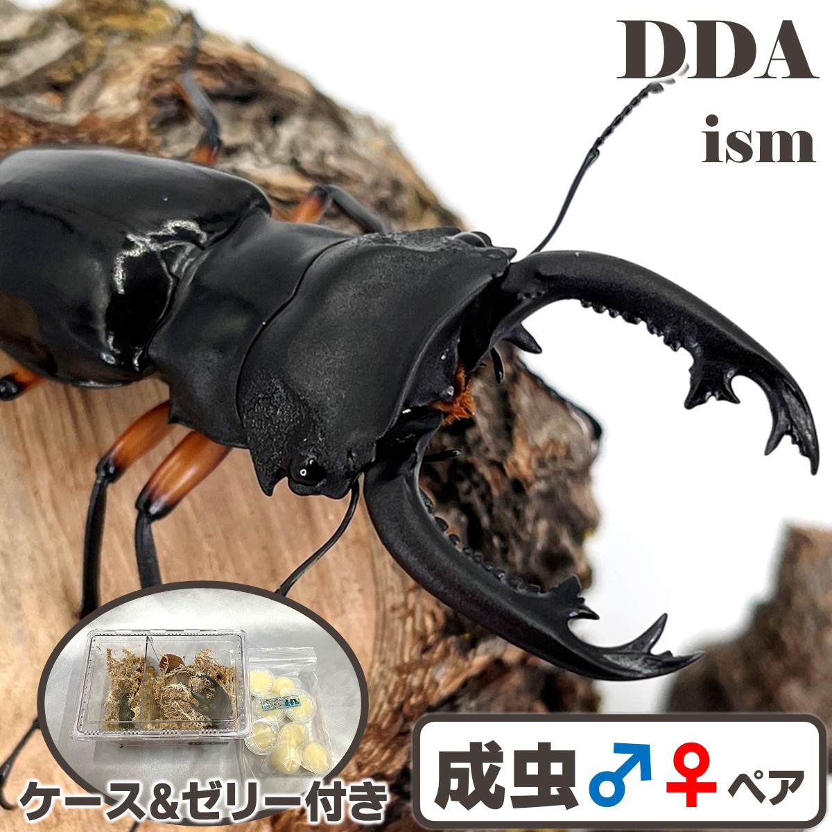 フィリピン共和国便/生まれながら其れ其れ【DDA】インペリアリスツヤ WD 成虫 ありの実 ♂55～超特大70mmUP 差し上げ物付き添い人 dda クワガタ 毛の荒物