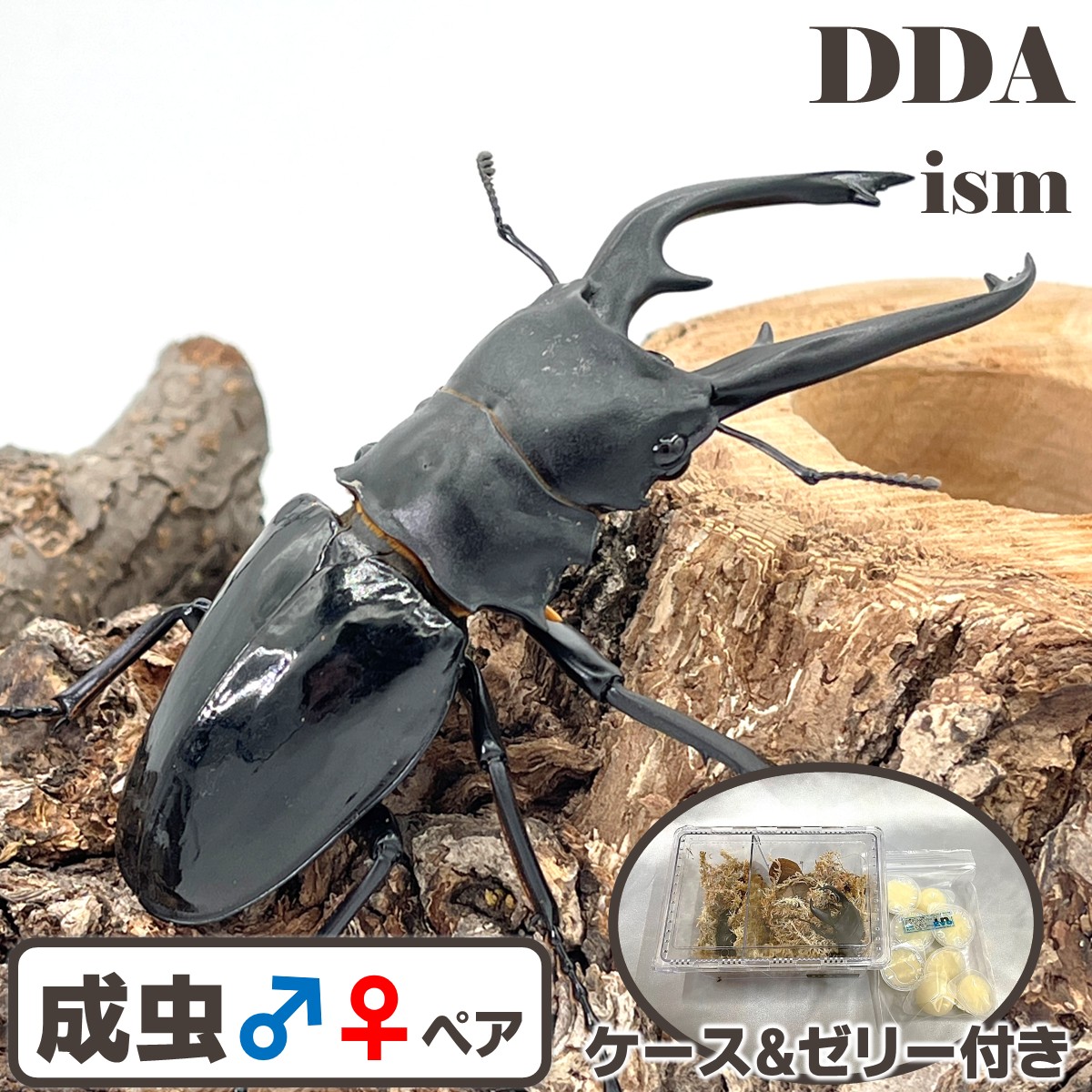 楽天市場】ゾウカブト最美麗種【DDA】エレファスゾウカブト 成虫 ペア