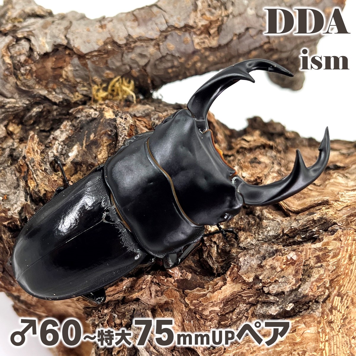 滅多に無い種！【DDA】インドクルビデンス (ダージリン州) 成虫 ありの実 ♂60～特大75mmUP 差し上げ物付き添い人 dda クワガタ 毛の荒物 オオクワガタ