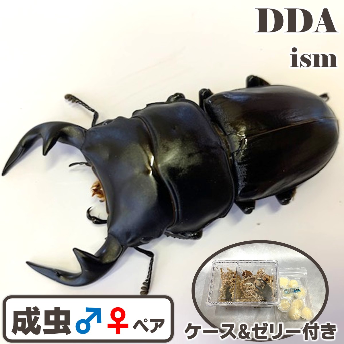 楽天市場】【DDA】インドアンタエウス(アルナーチャル) 成虫