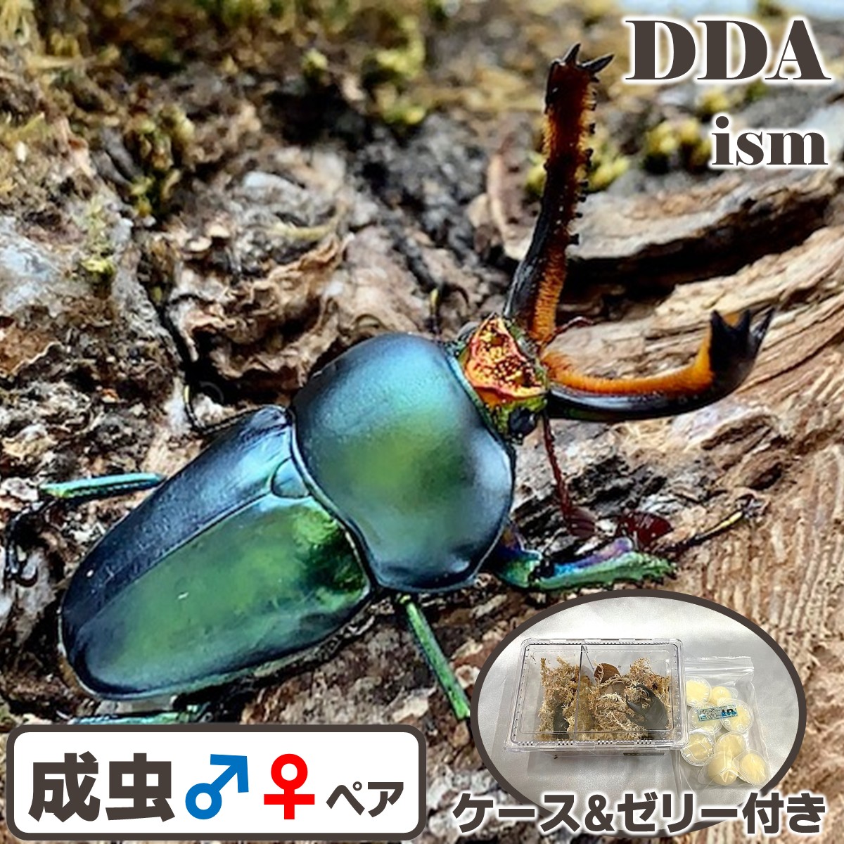 天然/美麗種【DDA】パプアキンイロクワガタ アルファック産 成虫 ♂30ｍｍ～50ｍｍUPペア/♀単品 プレゼント付き dda クワガタ 生体