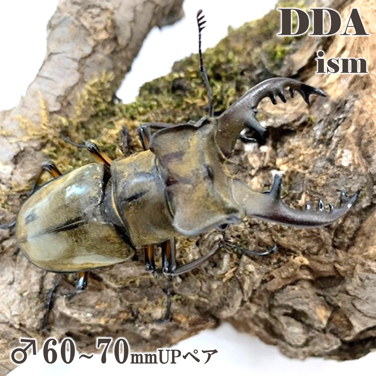 【DDA】宮崎産 ミヤマクワガタ 成虫 ♂60～75mmUP ペア プレゼント付き dda クワガタ 生体