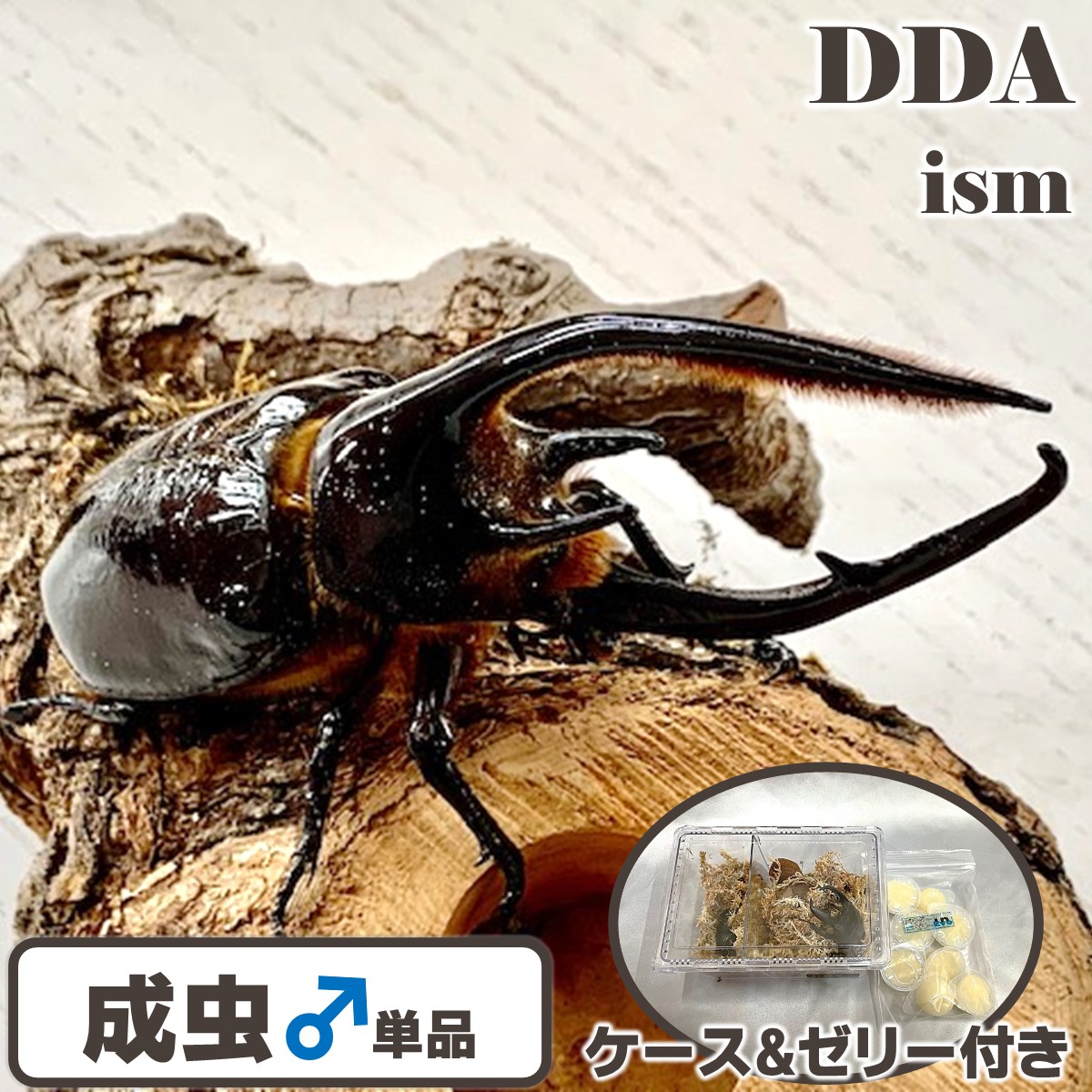 サタンオオカブト新成虫♀単品69ミリＵＰ。今期最終個体です！