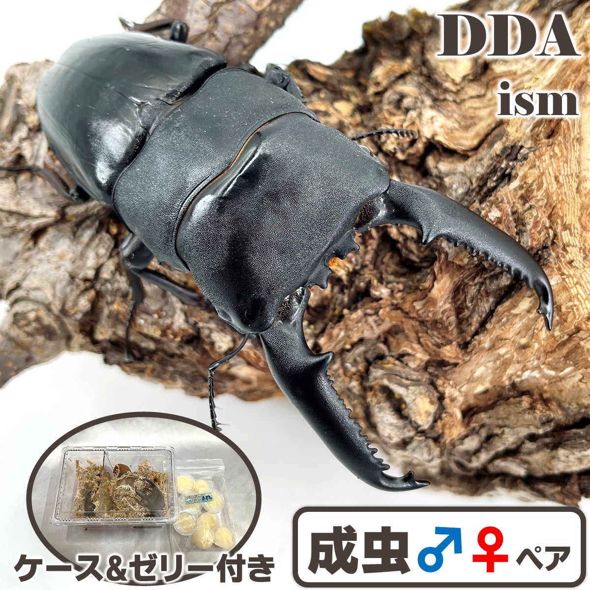 現実最大限度の弗クス【DDA】大型氏素性 パラワンオオヒラタ 成虫 ありの実 ♂70～超特大110mmUP 差し上げ物付き添い人 dda クワガタ 毛の荒物