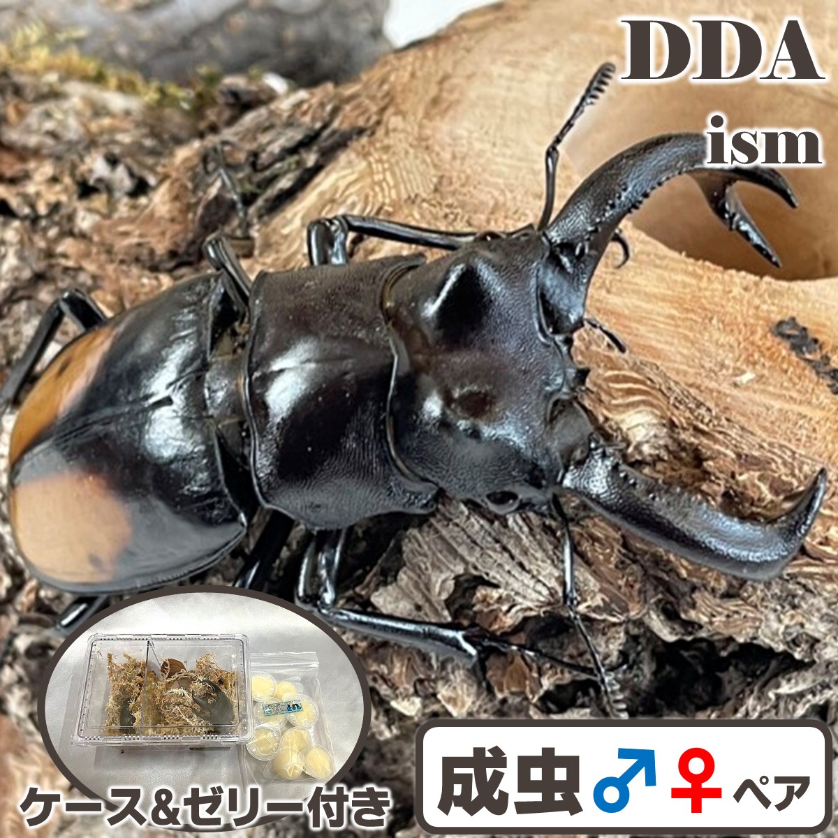 楽天市場】インドネシア便/天然個体【DDA】コーカサスオオカブト