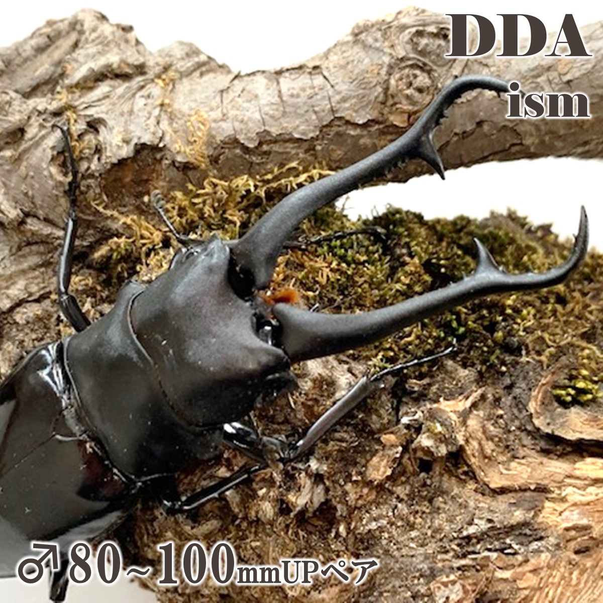 ギラファノコギリクワガタ　特大サイズ 楽天市場】世界最大のクワガタ【DDA】ギラファノコギリクワガタ