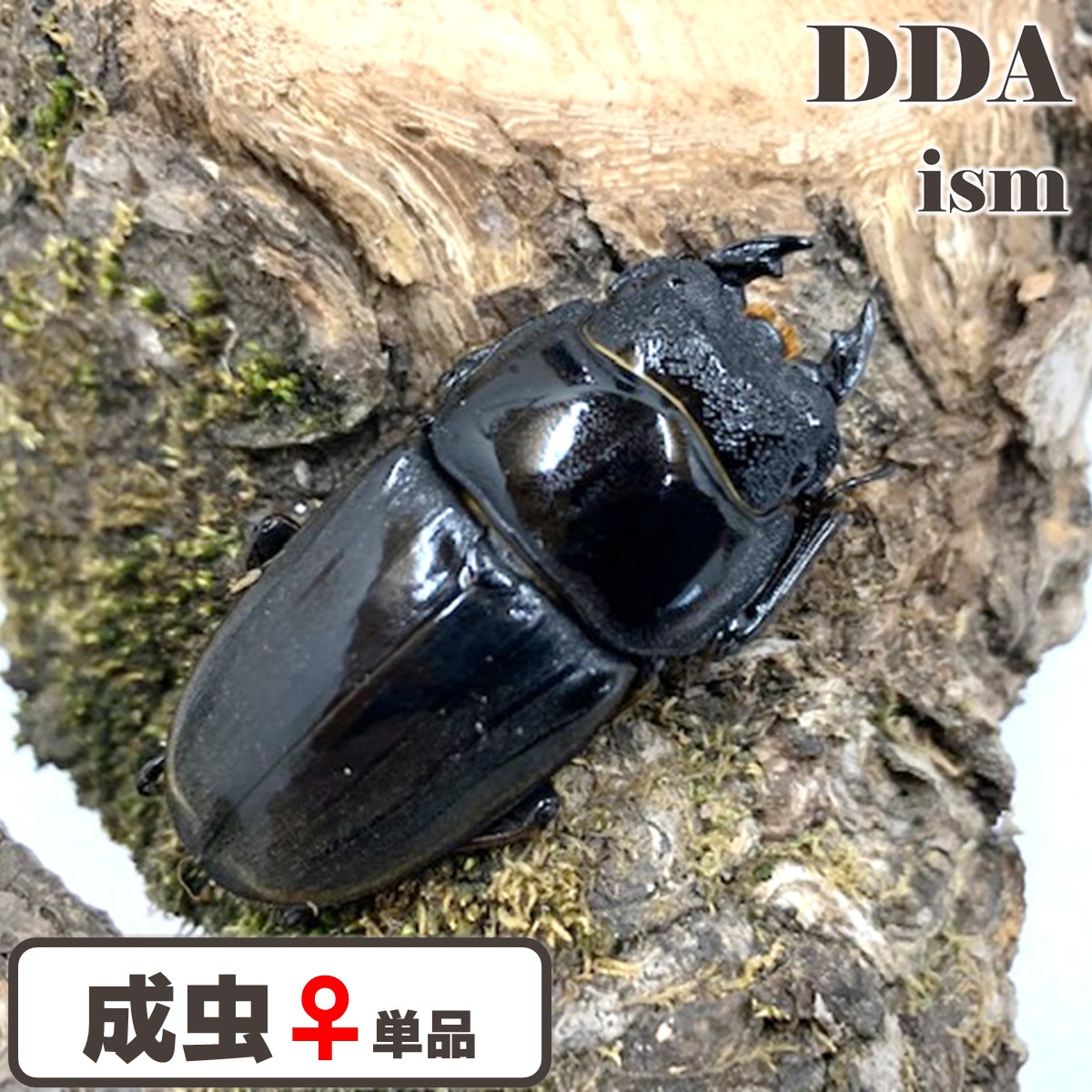 楽天市場】【DDA】オオヒラタ福袋Premium （スマトラオオヒラタ成虫