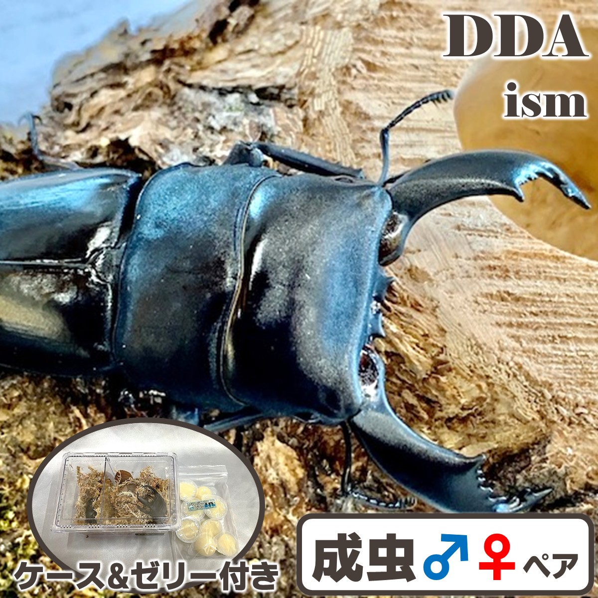 オランダ領東インド諸島便/生まれながら其れ其れ【DDA】スマトラオオヒラタ/ベンクール 成虫 ♂70～90mmUP ありの実 差し上げ物付き添い人 dda クワガタ 毛の荒物