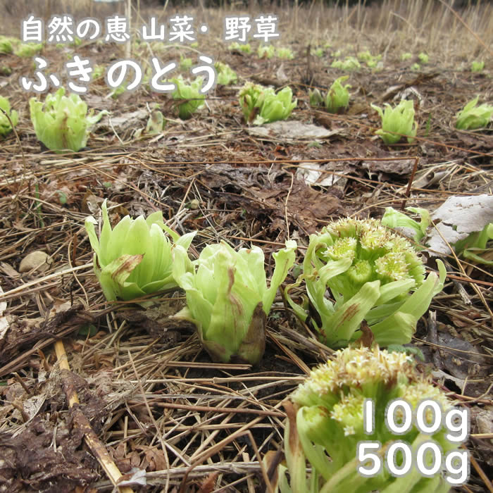 楽天市場】ふきのとう 1000g前後 蕗の薹 朝取り ふきのとう味噌