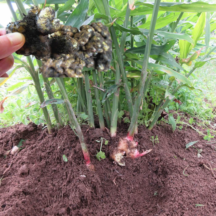 大分県産【自然栽培・生姜】種生姜にできます5キロ 無農薬・無肥料の自然栽培生姜 やーやまや (大分県産) 生姜通販