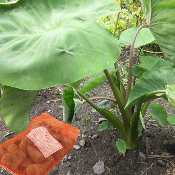 orange(321　①セレベスS 種芋　約100個 (充填時4.5Kg) orange(321様専用 ①セレベスS 種芋 約100個 (充填時4.5Kg