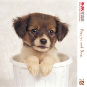 【マラソンp2倍】売切り写真館 VIP 062 ワン子ちゃん CD-ROM素材集 送料無料 ロイヤリティ フリー cd-rom画像 cd-rom写真 写真 写真素材 素材