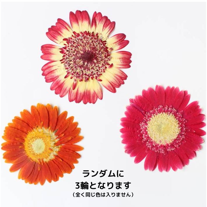 押し花 素材 スマホケース 固まるハーバリウム キャンドル ガーベラ 3輪色ミックス 押し花額 レジン 押し花 素材 スマホケース 固まるハーバリウム キャンドル ガーベラ 3輪色ミックス 押し花額 レジン