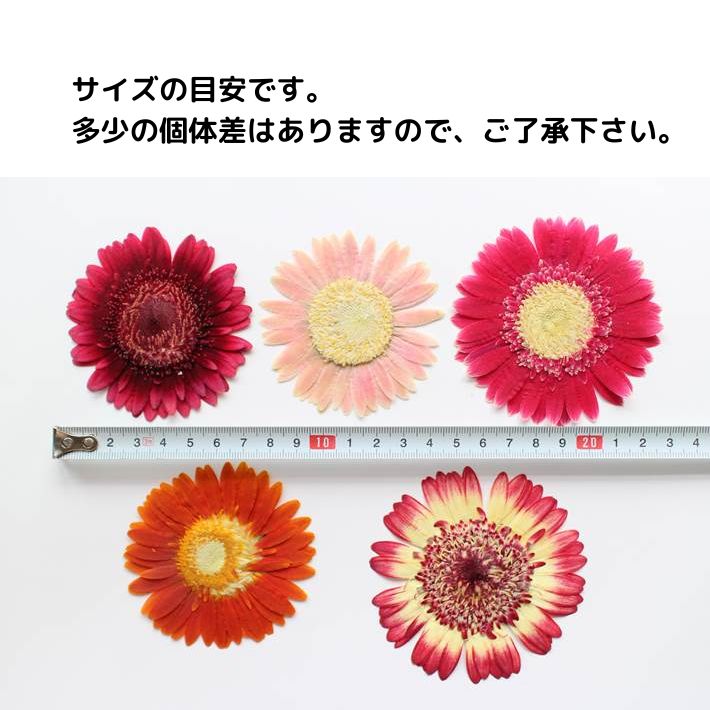 押し花 素材 スマホケース 固まるハーバリウム キャンドル ガーベラ 3輪色ミックス 押し花額 レジン 押し花 素材 スマホケース 固まるハーバリウム キャンドル ガーベラ 3輪色ミックス 押し花額 レジン