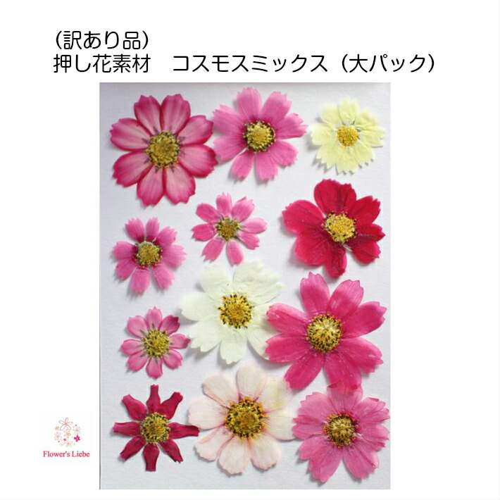 楽天市場 アウトレット 送料無料 押し花素材 コスモス Mix レジン アクセサリー スマホケース 押し花額 固まるハーバリウム キャンドル クリアフレーム 人気 ハンドメイド 植物 ナチュラル ボタニカル 癒し フラワーズリーベ