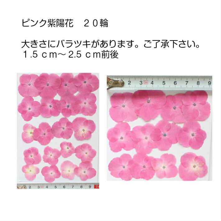押し花 素材 レジンアクセサリー 押し花額 固まるハーバリウム ウエルカムボード 紫陽花 キャンドル ２０輪 ピンク スマホケース