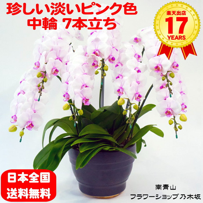 【尖んがり10倍】夢見鳥蘭 中大輪 綿織物砂糖漬け 7本立ち 喜び事 移し替えるお祭り 開店お祭り 入会お祭り 開院お祭り 開業お祭り 周年お祭り 生まれ落ちる日 還暦 米寿 卒寿 鉢花 花 差し上げ物 出どころ直送 第八芸術透過率 立札 ラッピング無料 育て方小冊子付 貨物輸送無料 花・観葉植物-鉢花